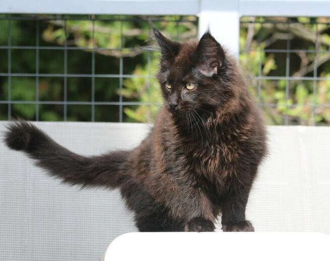 Kotka Maine Coon, Super Charakter i kolor, Gotowa do Odbioru