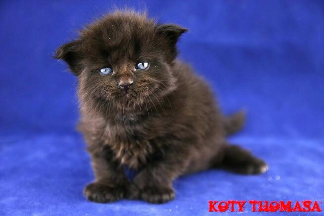 JEDYNA Czarna koteczka Maine Coon Polydactyl, gotowa do Odbi