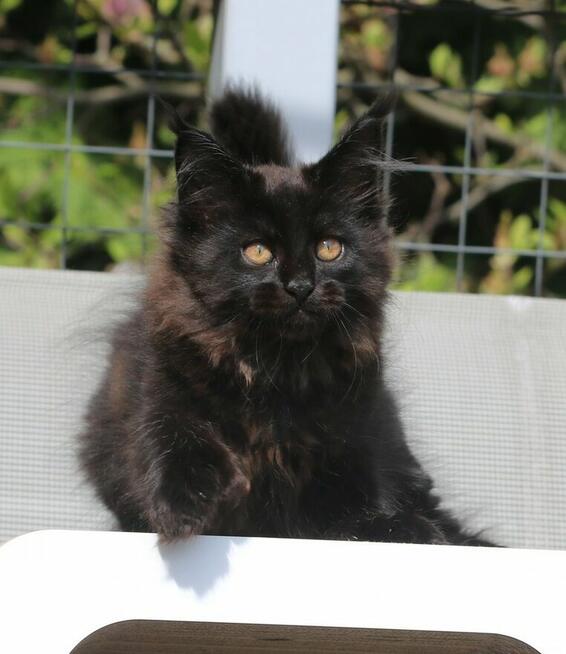 JEDYNA Czarna koteczka Maine Coon Polydactyl, gotowa do Odbi