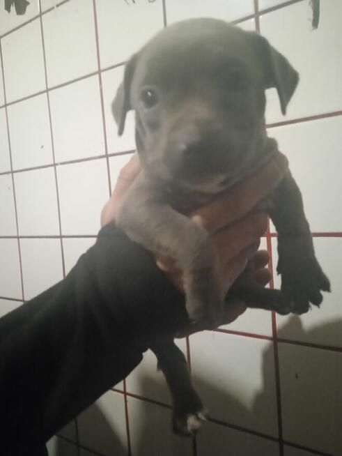 Oddam szczeniaki Amstaffa