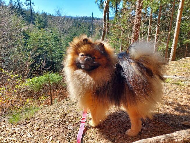 Pomeranian reproduktor FCI ZKwP krycie szpic miniaturowy
