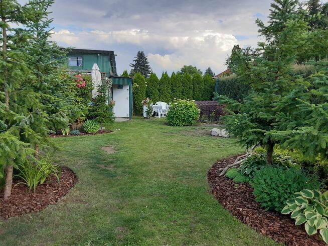 Sprzedam działkę ROD „Nad Łydynią” - Ciechanów