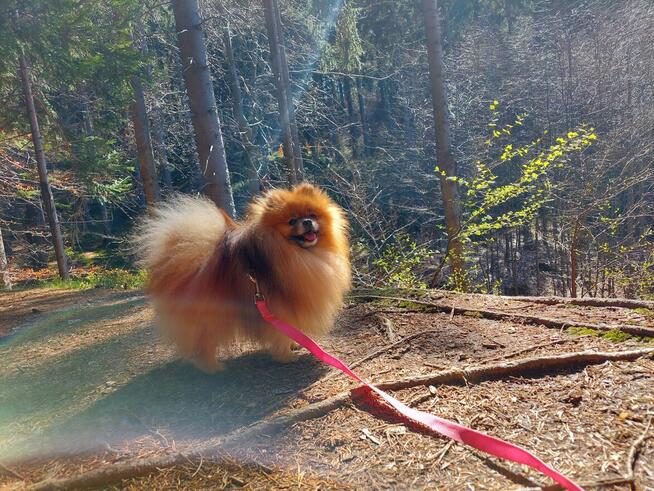 Pomeranian reproduktor FCI ZKwP krycie szpic miniaturowy