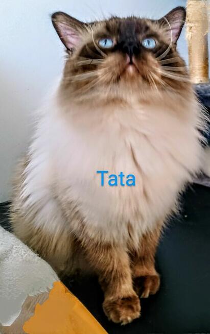 Kocięta Ragdoll z rodowodem i wyprawką