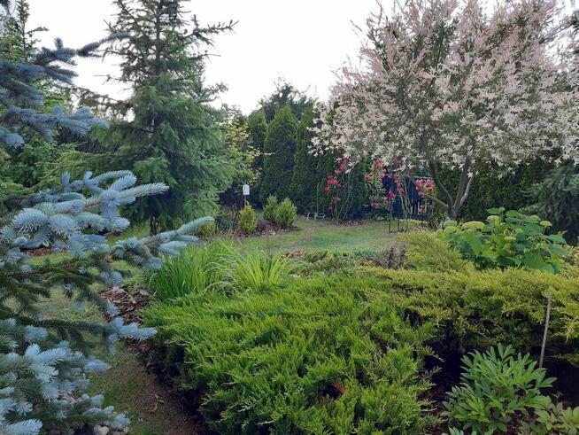 Sprzedam działkę ROD „Nad Łydynią” - Ciechanów