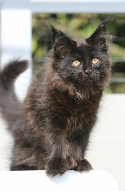 JEDYNA Czarna koteczka Maine Coon Polydactyl, gotowa do Odbi