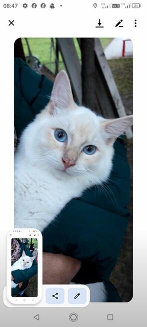 Kocięta Ragdoll z rodowodem i wyprawką