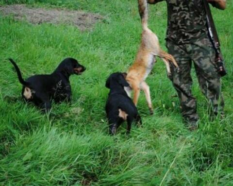 Reproduktory rasy GOŃCZY POLSKI użytkowe zapraszają suczki