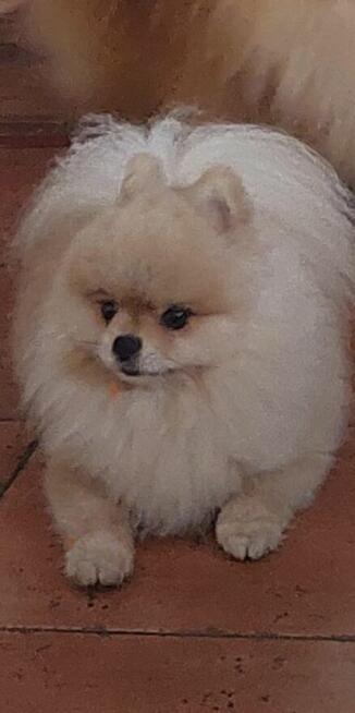 Pomeranian FCI ZKwP szpic miniaturowy