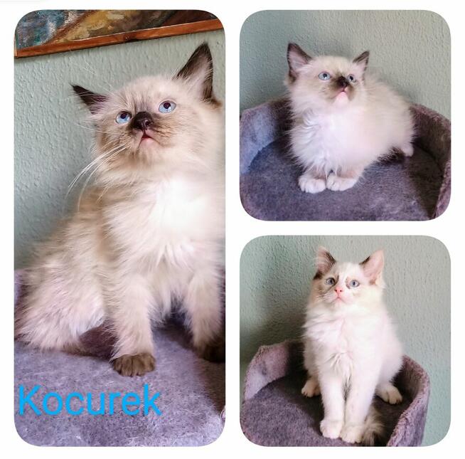 Kocięta Ragdoll z rodowodem i wyprawką