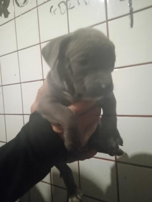 Oddam szczeniaki Amstaffa