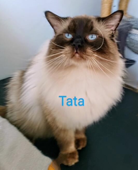 Kocięta Ragdoll z rodowodem i wyprawką