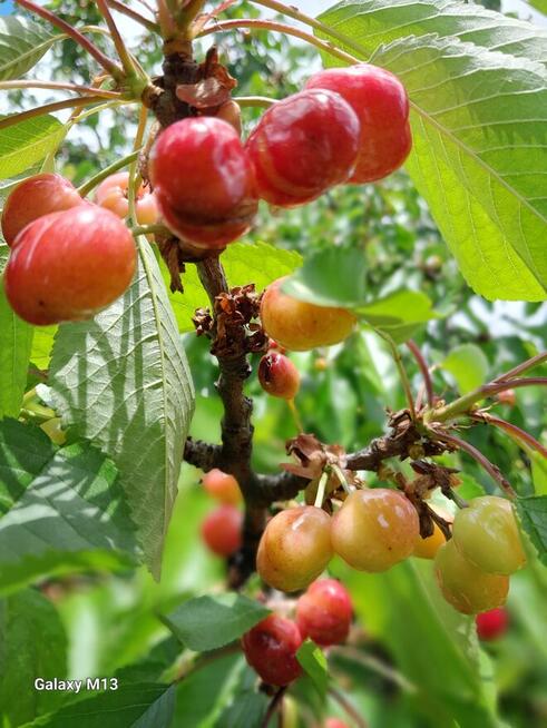 Ogródek 430m2 na Tarnogaju ROD ul Ziębicka Sprzedam 33tys.