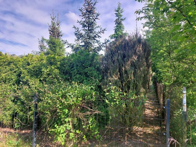 Sprzedam działkę ROD „Nad Łydynią” - Ciechanów