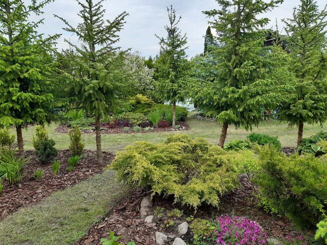 Sprzedam działkę ROD „Nad Łydynią” - Ciechanów