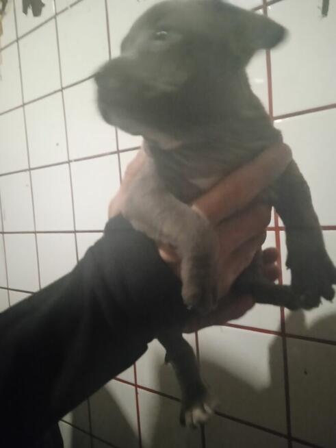 Oddam szczeniaki Amstaffa