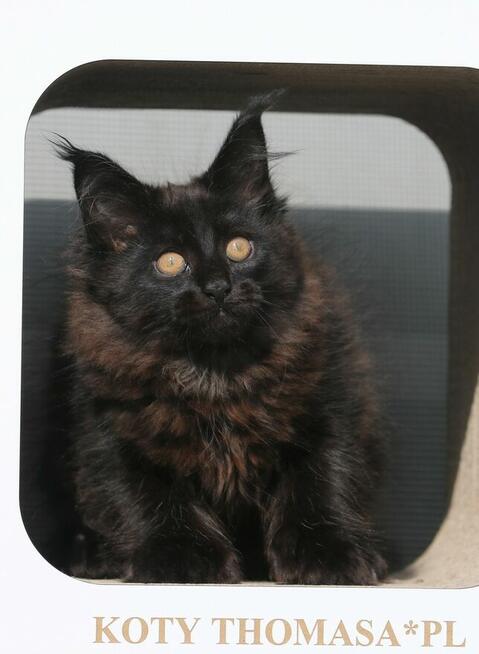 JEDYNA Czarna koteczka Maine Coon Polydactyl, gotowa do Odbi