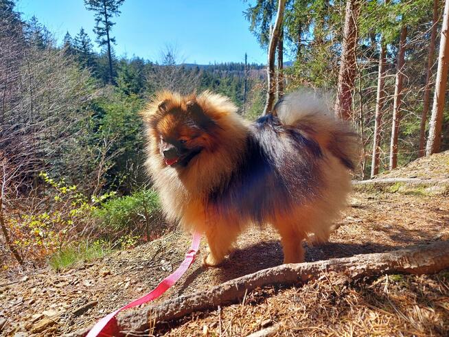 Pomeranian reproduktor FCI ZKwP krycie szpic miniaturowy