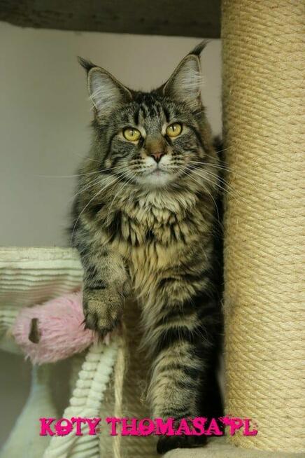 JEDYNA Czarna koteczka Maine Coon Polydactyl, gotowa do Odbi