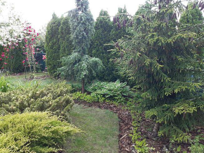 Sprzedam działkę ROD „Nad Łydynią” - Ciechanów