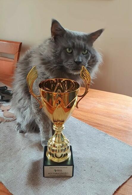 JEDYNA Czarna koteczka Maine Coon Polydactyl, gotowa do Odbi