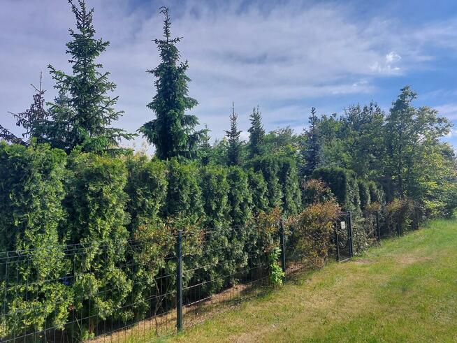 Sprzedam działkę ROD „Nad Łydynią” - Ciechanów