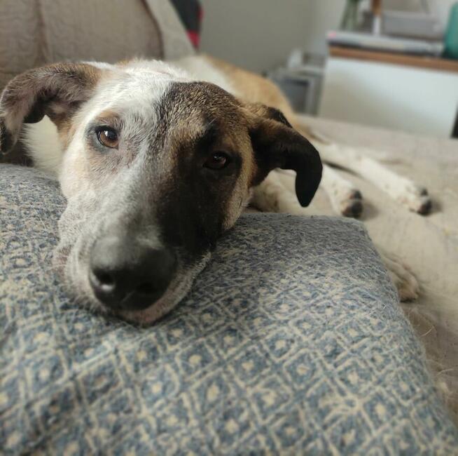 9 miesięczna Santa o niepowtarzalnej urodzie do adopcji