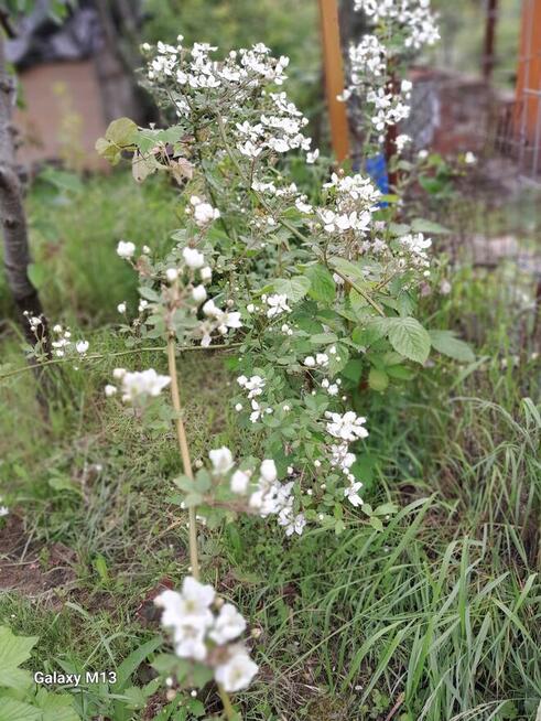 Ogródek 430m2 na Tarnogaju ROD ul Ziębicka Sprzedam 33tys.