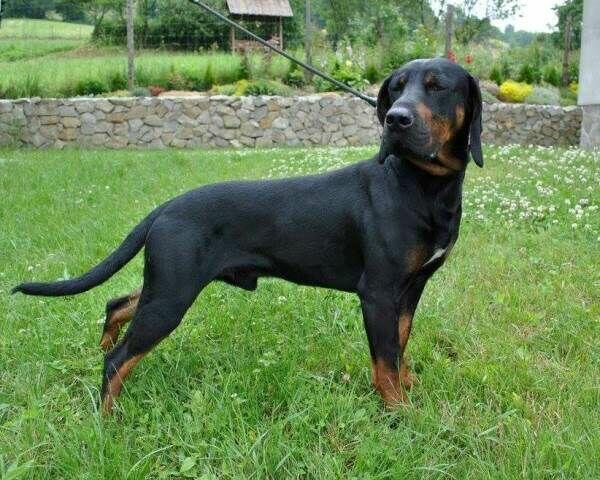 Reproduktory rasy GOŃCZY POLSKI użytkowe zapraszają suczki