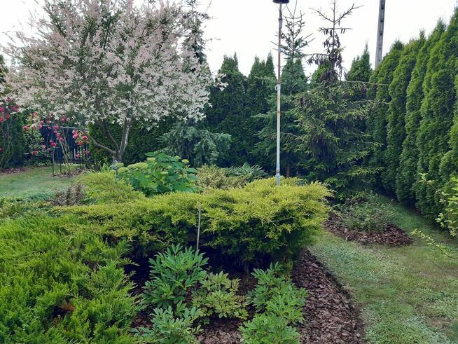 Sprzedam działkę ROD „Nad Łydynią” - Ciechanów