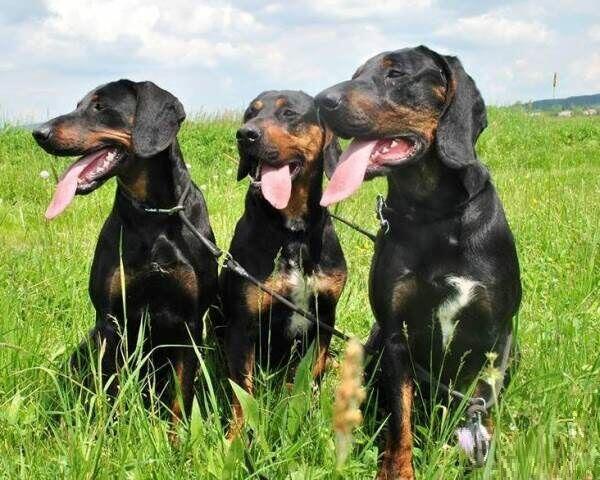 Reproduktory rasy GOŃCZY POLSKI użytkowe zapraszają suczki