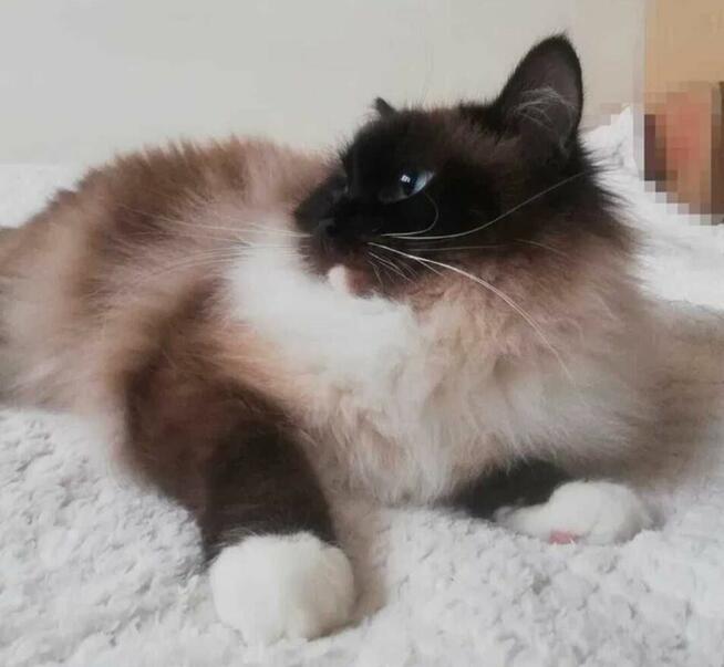 Kocięta Ragdoll z rodowodem i wyprawką