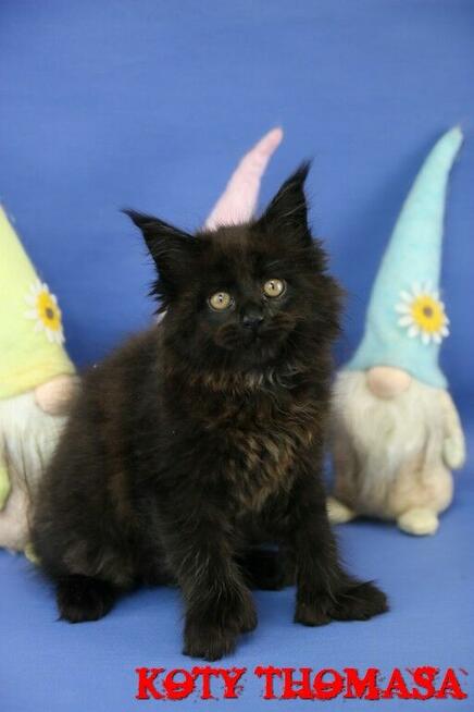 JEDYNA Czarna koteczka Maine Coon Polydactyl, gotowa do Odbi