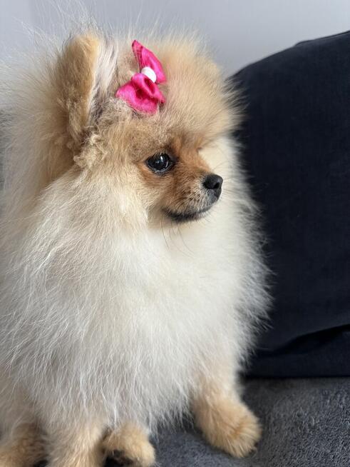 Szpic miniaturowy mini.Pomeranian Lakisha