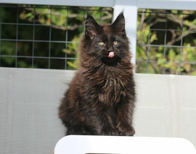 Kotka Maine Coon, Super Charakter i kolor, Gotowa do Odbioru