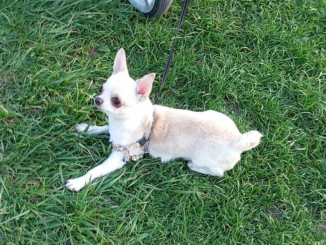 Chihuahua