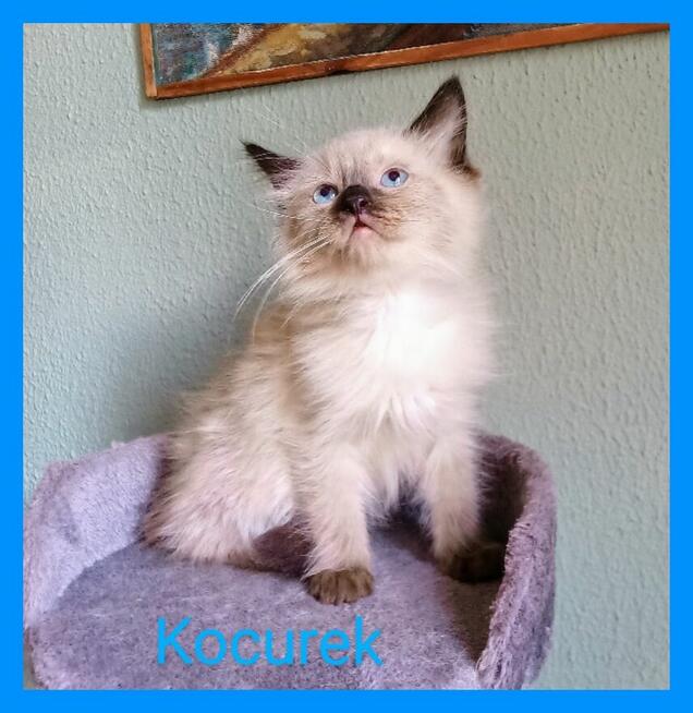 Kocięta Ragdoll z rodowodem i wyprawką