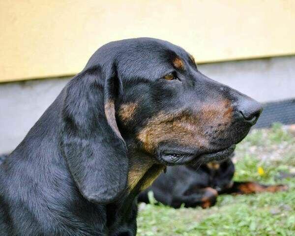 Reproduktory rasy GOŃCZY POLSKI użytkowe zapraszają suczki