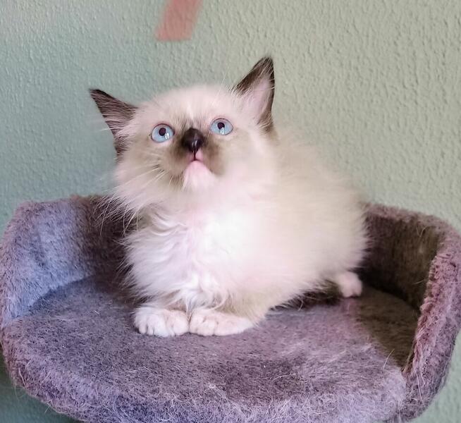 Kocięta Ragdoll z rodowodem i wyprawką