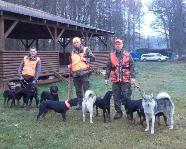 Reproduktory rasy GOŃCZY POLSKI użytkowe zapraszają suczki