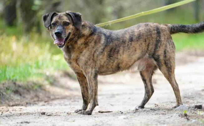 Radosny jeremiaszek prosi o kochający domek!