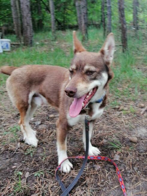 CZAKO młody łagodny piesek szuka domu