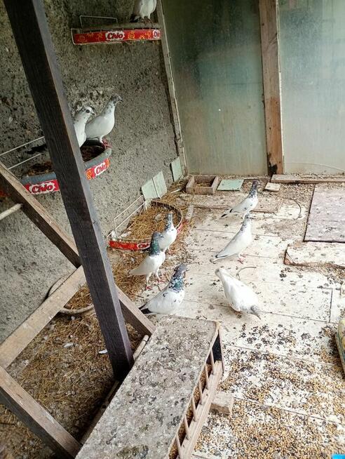 Sprzedam Gołębie Ozdobne Górnoloty