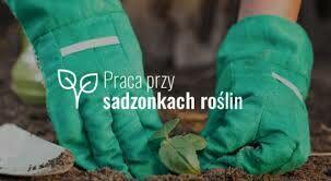 OFERTA PRACY – PRACA PRZY SADZONKACH (Lottum, Holandia)