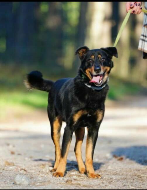Poldek wesołek czeka na kochający domek!