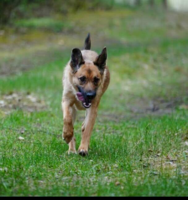 Młodziutki Miluś szuka rodzinki do pokochania!