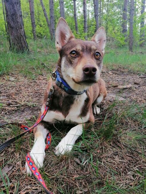 CZAKO młody łagodny piesek szuka domu