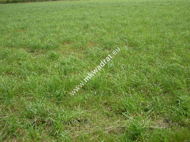 Oferta dla ambitnego dewelopera.