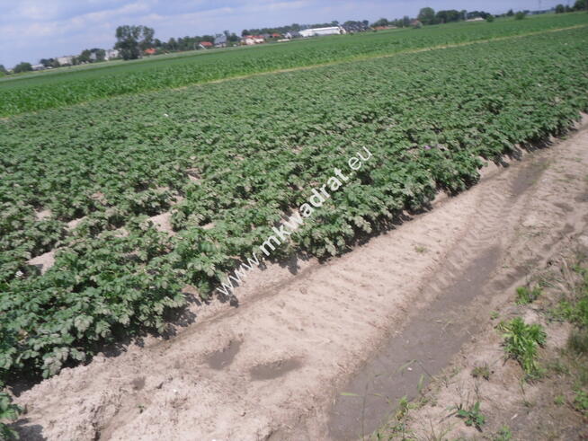 Działka z potencjałem.