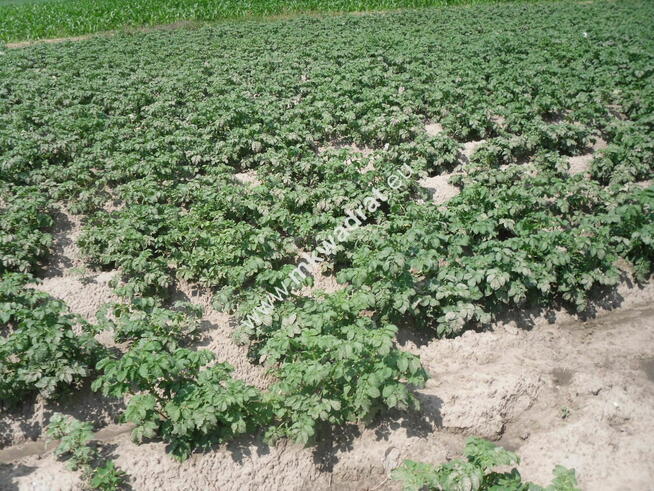 Działka z potencjałem.